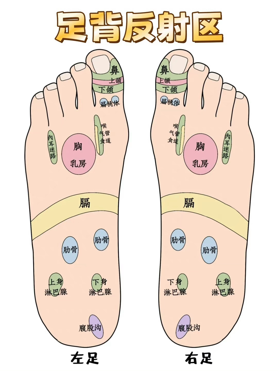 最新足部反射区示意图，揭示足部与身体健康的紧密联系