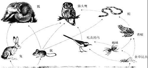 久久草最新地址获取，探索与发现之旅